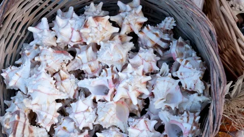 Beautiful sea shells in a basket are sold on the shore in the Mediterranean Sea Stock Footage 293209666