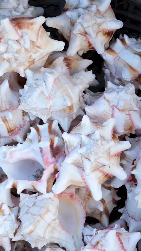 Beautiful sea shells in a basket are sold on the shore in the Mediterranean Sea Stock Footage 293744654