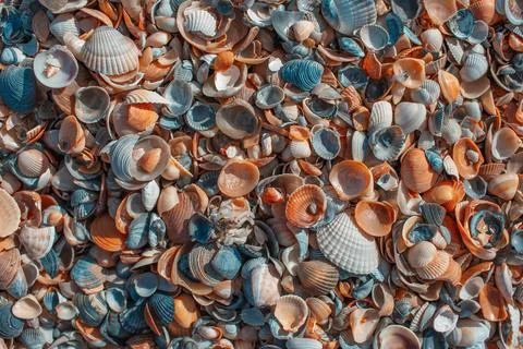 Beautiful sea shells. Colourful pattern. Natural background. Abstract image.. Stock Photos