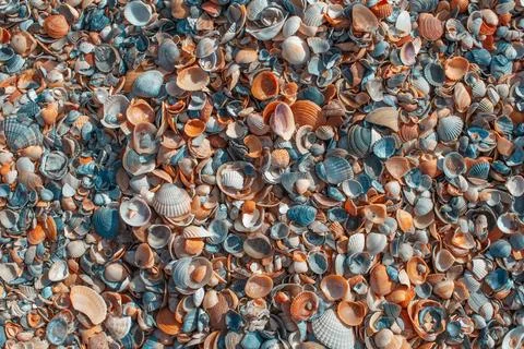 Beautiful sea shells. Colourful pattern. Natural background. Abstract image.. Stock Photos
