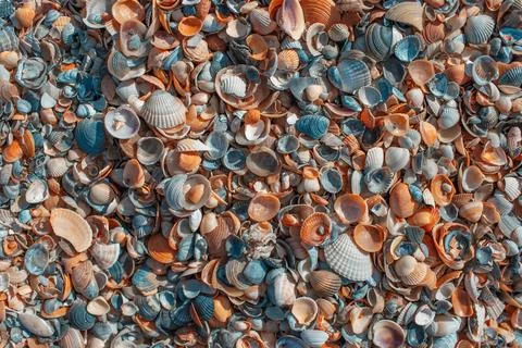 Beautiful sea shells. Colourful pattern. Natural background. Abstract image.. Stock Photos