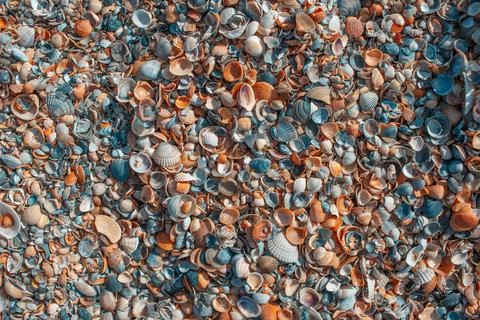 Beautiful sea shells. Colourful pattern. Natural background. Abstract image.. Stock Photos