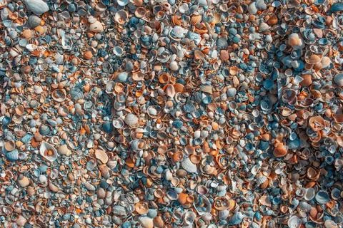 Beautiful sea shells. Colourful pattern. Natural background. Abstract image.. Stock Photos