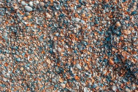 Beautiful sea shells. Colourful pattern. Natural background. Abstract image.. Stock Photos