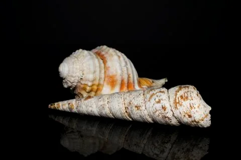 Beautiful Sea Shells Stock Photos