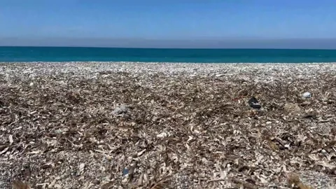 Beautiful sea shore view with Algae and blue sky horizon Stock-Footage 243098423