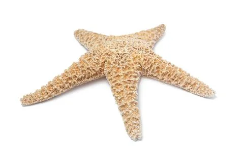 Beautiful sea star isolated on white. Beach object Stock Photos