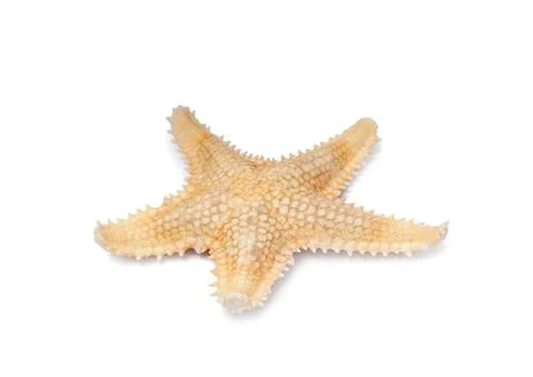 Beautiful sea star isolated on white. Beach object 写真素材