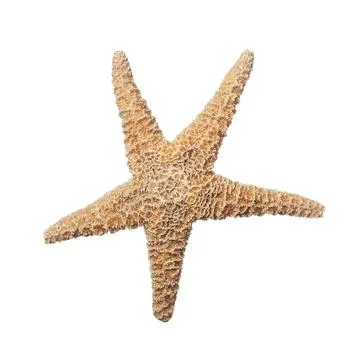 Beautiful sea star isolated on white. Beach object Stock Photos