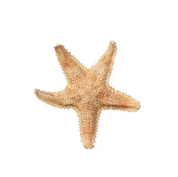 Beautiful sea star isolated on white. Beach object 写真素材