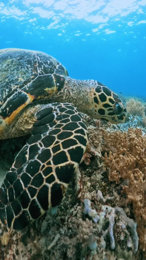 Beautiful Sea Turtle Live in Wild Water Ocean Close-up Stock Footage 282942503