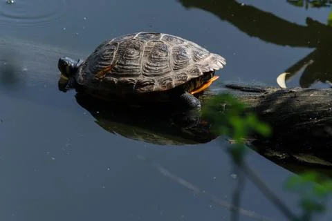 Beautiful sea turtle Stock Photos