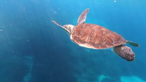 Beautiful sea turtles Stock Footage 260125566