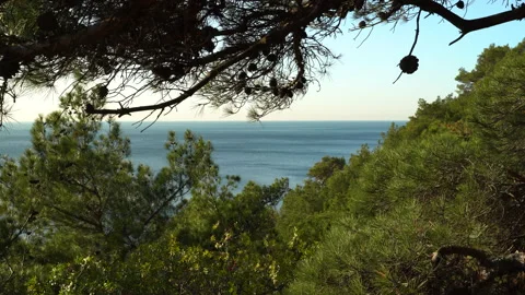 Beautiful sea view through pine trees. Video stock 143828866