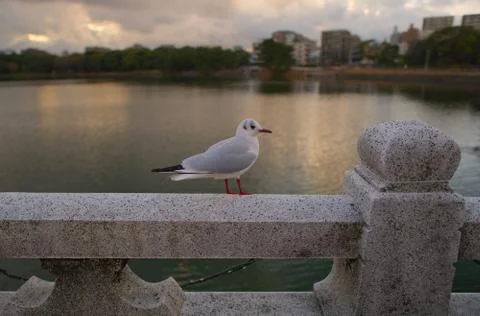 Beautiful seagull on a bridge wall on a lake on cloudy day Stock Photos