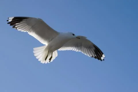 Beautiful seagull in flight Stock Photos