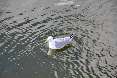Beautiful seagull floating on the spring river Stock Photos