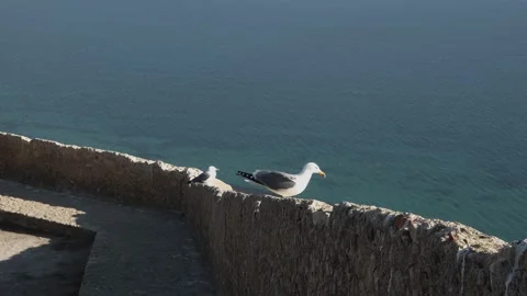 Beautiful Seagull Fly Down a Wall in Alicante, Spain Stock Footage 145679622