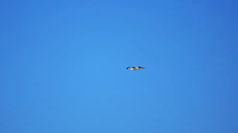 Beautiful seagull gliding over the ocean near Italy, peaceful 4K slow motion Stock Footage 335419673