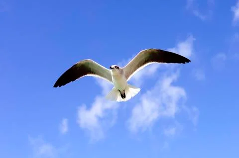 A beautiful seagull Stock Photos