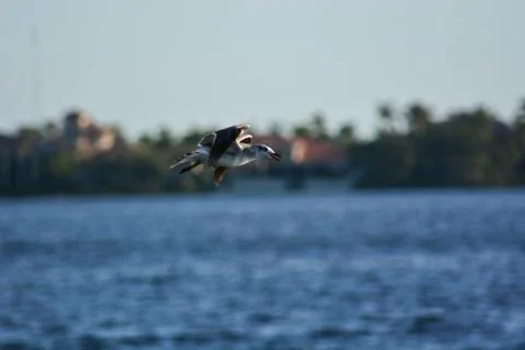 A beautiful seagull Stockfoto's