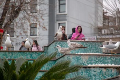 Beautiful seagull Stock Photos