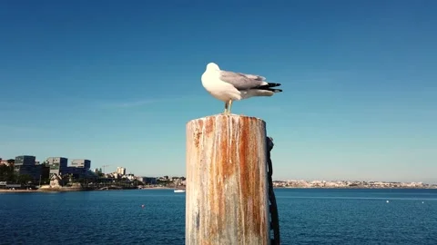 Beautiful seagull in a pier Stock Footage 134834654