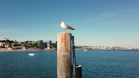 Beautiful seagull in a pier Stock Footage 134834655
