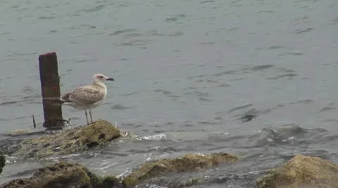 Beautiful seagull relaxing Stock Footage 11893636