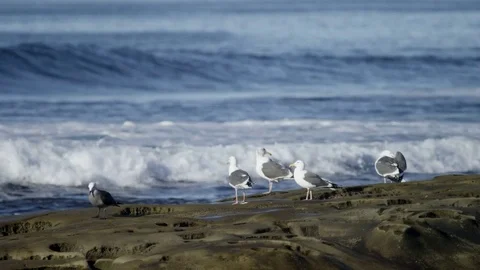 Beautiful seagulls on a beach Stock Footage 75751638
