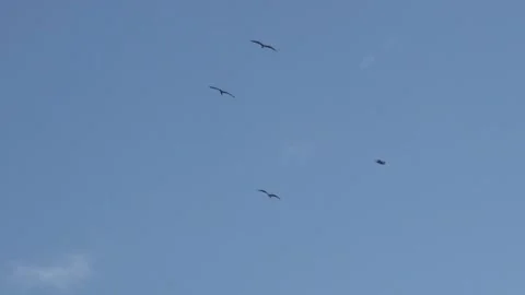 Beautiful seagulls float freely flying in the sky.  Summer sunny day. Stock Footage 152255130