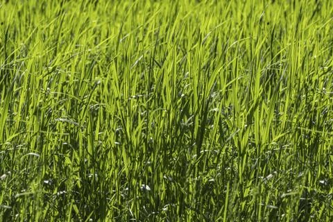 Beautiful seamless border horizontal texture of green Creeping Wild Rye grass Stock Photos