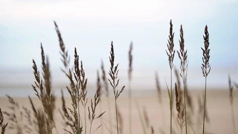 Beautiful seascape, spikelets on the background of a sandy beach at sea Stock Footage 119208669