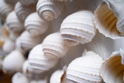 Beautiful seashell background patterns that are combined in many ways Foto stock