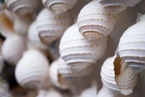 Beautiful seashell background patterns that are combined in many ways Stock Photos