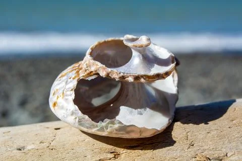 Beautiful Seashell on Beach with Ocean Background 写真素材