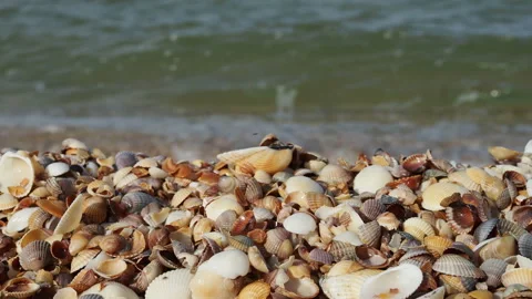 Beautiful seashell beach at sunset by the sea Stock Footage 157495859