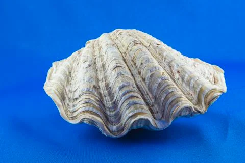 Beautiful seashell on the blue background Stock Photos