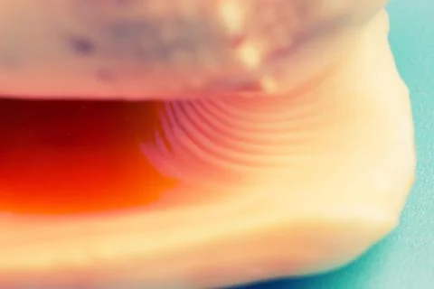 Beautiful seashell close up Stock Photos