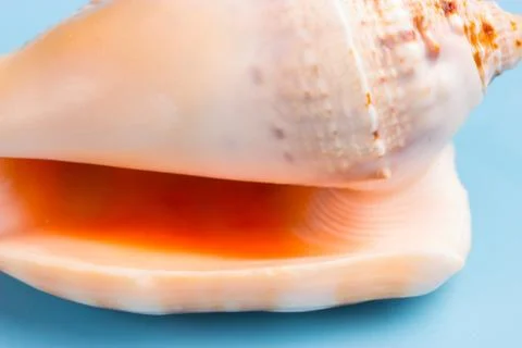 Beautiful seashell close up Stock Photos