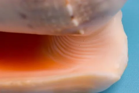 Beautiful seashell close up Stock Photos