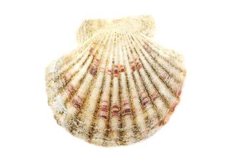 Beautiful seashell isolated on white background close-up Foto stock