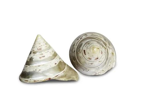 Beautiful seashell isolated on white background. Foto stock