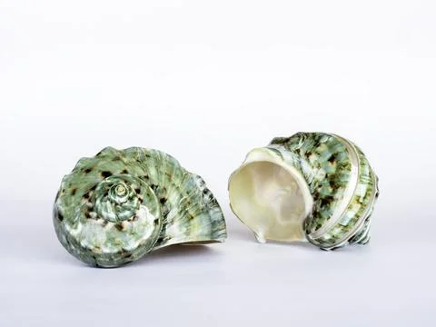 Beautiful seashell isolated on white background. Stock Photos