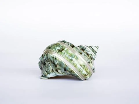 Beautiful seashell isolated on white background. Foto stock