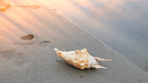 Beautiful seashell laying on a seashore 库存影片 105520539
