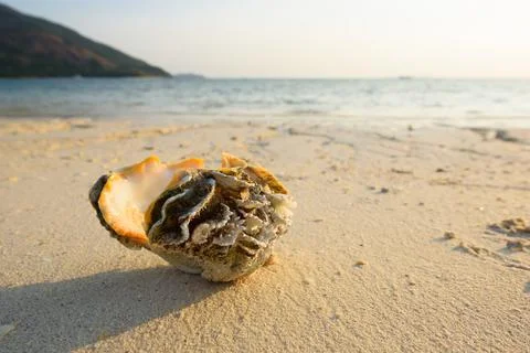 Beautiful seashell on Lipe beach and morning sunlight Stock Photos