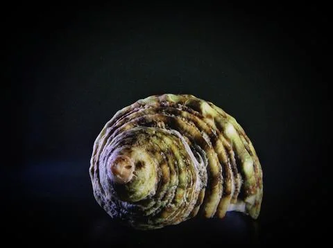 Beautiful seashell lying on a solid black background Stock Photos