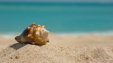 Beautiful Seashell on Ocean Sand Beach - Loop Background Video stock 124927542