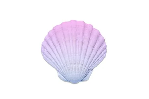 A beautiful seashell or scallop shell is toned in a blue-pink gradient. Sea Stock Photos